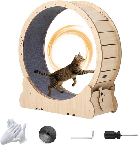 Cat exercise wheel - exercise,
