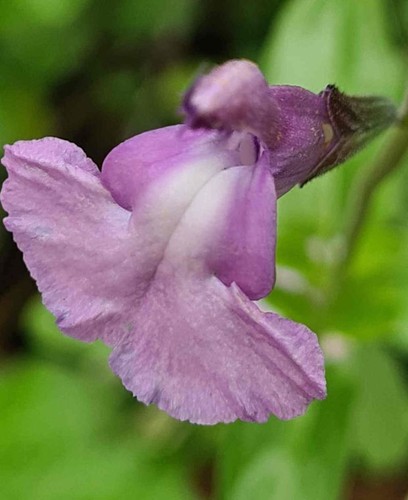 Perennial salvia plug plants - salvia,