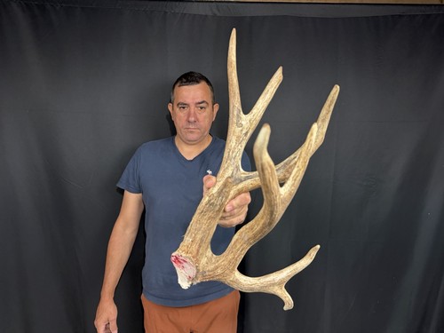 Whitetail deer shed - 92”,