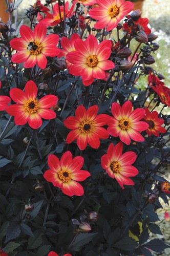 Dahlia tuber happy - dahlia,