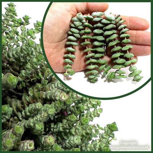 Cuttings crassula x - cuttings,