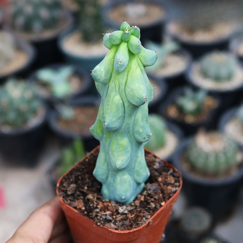 Unique succulent cactus for - succulent,