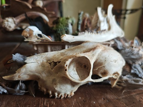 Curated woodland curiosity - curated,
