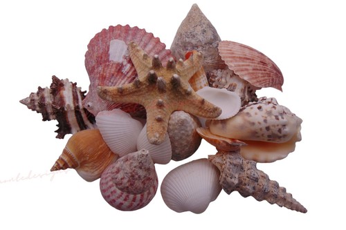 Jumbo mixed shells - jumbo, natural
