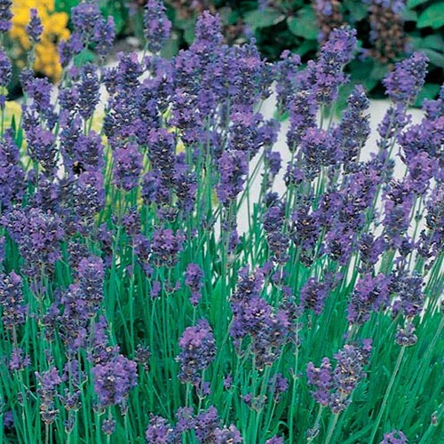 English lavender munstead - lavender,