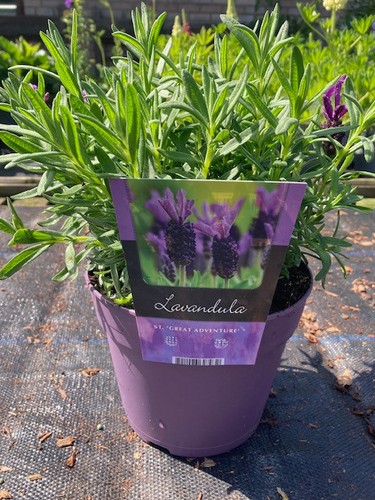 Lavender plants hidcote - lavender,