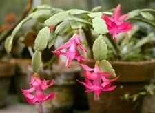 Christmas Cactus Plant in a 13cm pot. Schlumbergera