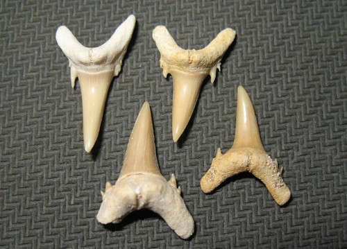 Palaeocene fossil shark - , fish