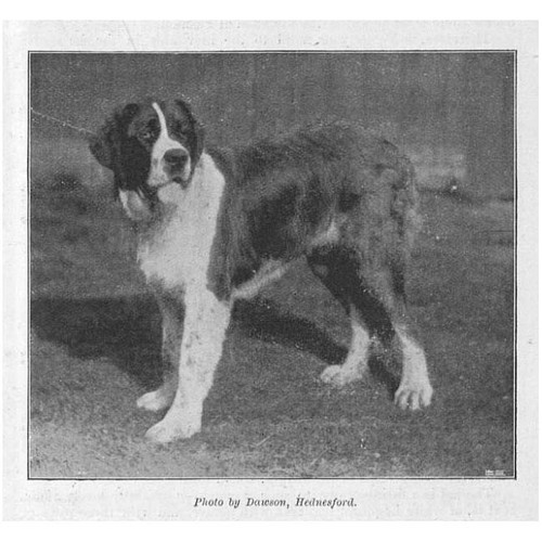 Bernard dog lord hatherton - st,