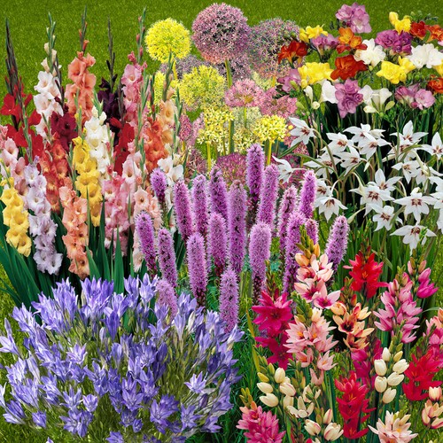 Summer flowering bulb - flowering,