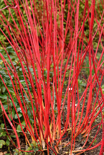 Cornus alba sibirica - cornus,