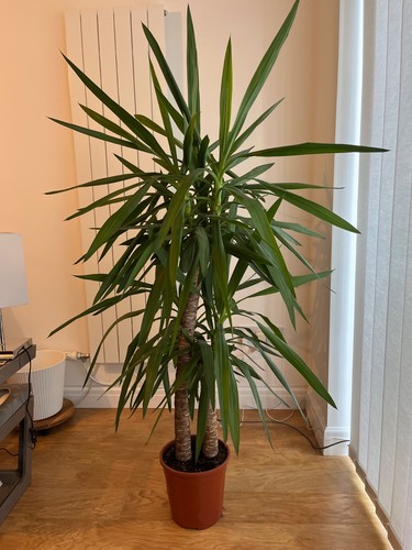 Yucca plant two - (indoor),