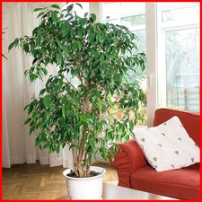 Large 3 ft Tall Exotic Tree Ficus Benjamina Weeping Fig Indoor Plant in 4L Pot