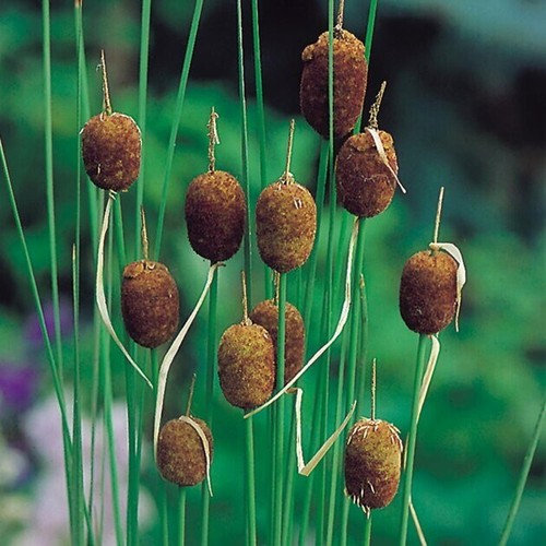 Typha minima dwarf - minima, bullrush
