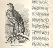 Original Old Antique Print