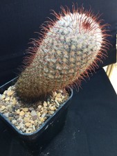 MATURE MAMMILLARIA BOMBYCINA