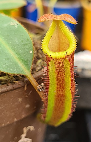 Nepenthes x v - {[(l, x[(v
