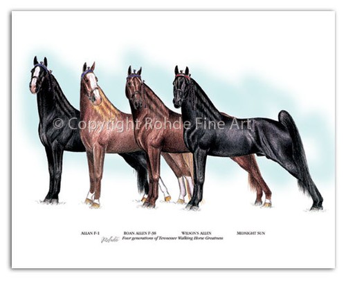 Tennessee walker walking - tennessee,