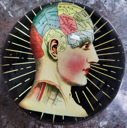 Phrenology paper weight lucy - paper,