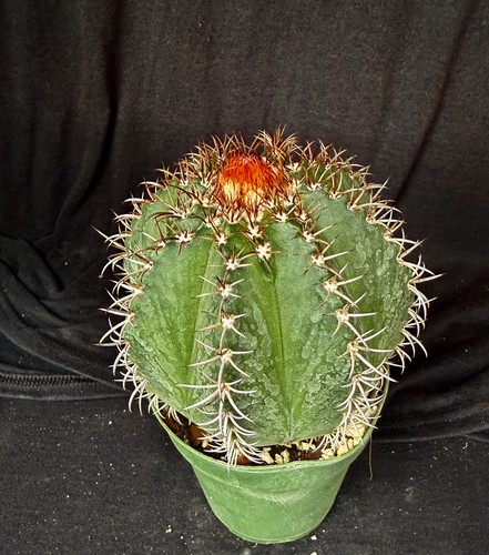 Melocactus matanzanus