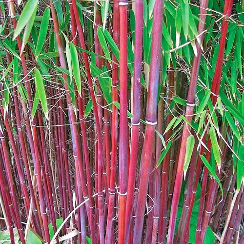 Red dragon clumping bamboo - 10,