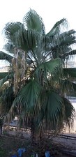 10 seeds Filibusta hybrid Filifera/Robusta Washingtonia, hardy -15°C