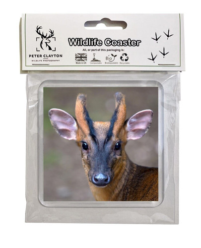 Drink coaster muntjac - drink, coaster: