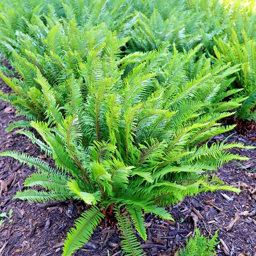 Polystichum munitum sword - polystichum,