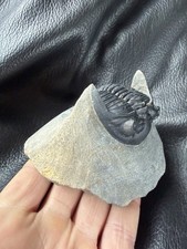 Hollardops Trilobite Fossil