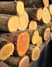 English Yew Blanks Turning Wax Dipped Ends Unseasoned Logs Large 200mm 300mm...