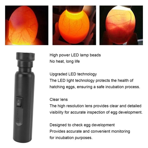 Egg candler tester - egg,
