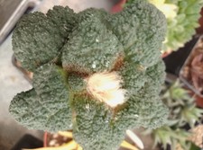 Ariocarpus Godzilla Coral