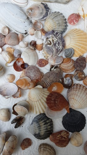 Seashells job lot over - job,
