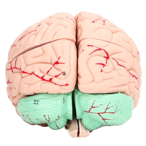 Human brain model anatomy for - brain,