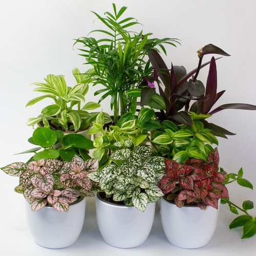 Small indoor houseplant - x,