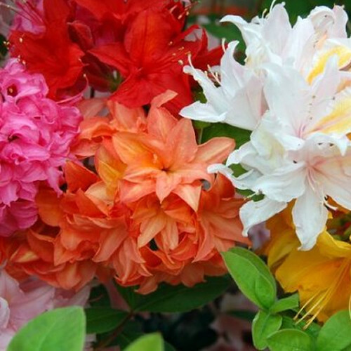 Mixed azaleas dwarf - 6,