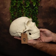 Neanderthal Skull Lifesize Replica – Human Ancestor – Scientific 3D Print Model