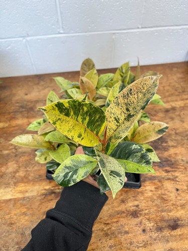 Ficus elastica shivereana - ficus, 'shivereana