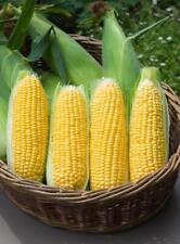 Vegetable - Sweetcorn - Moonshine F1 - 50 Seeds