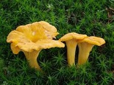 Chanterelle Mushroom Spores in Sawdust Bag Garden Grow Kit Makes 5 gal Free Ship