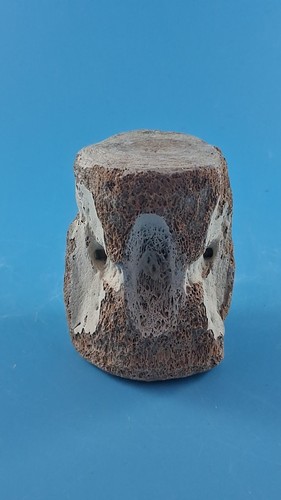 Fossil vertebrea - fossil,