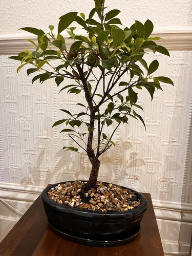 Bonsai tree ficus benjamina - bonsai,