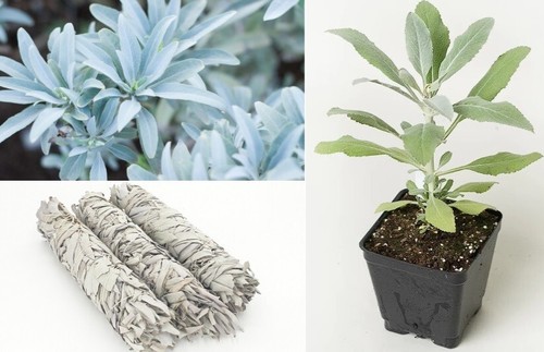 White sage salvia - salvia, |
