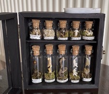 Oddity Taxidermy Case- Fox