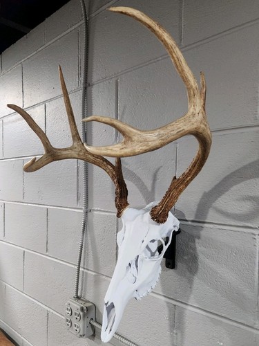 European deer skull - deer, replica