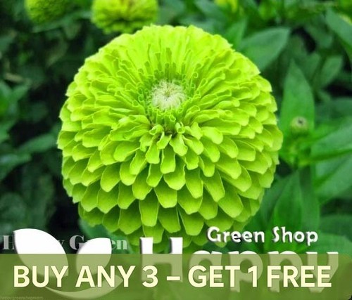 Zinnia dahlia lime - zinnia,