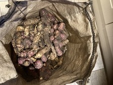 Jerusalem Artichoke    - 5KG