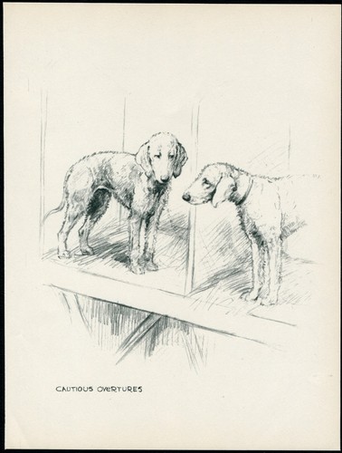 Bedlington terrier vintage - terrier,