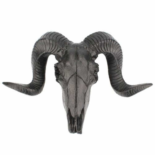 Sheep skull head - skull, mounted