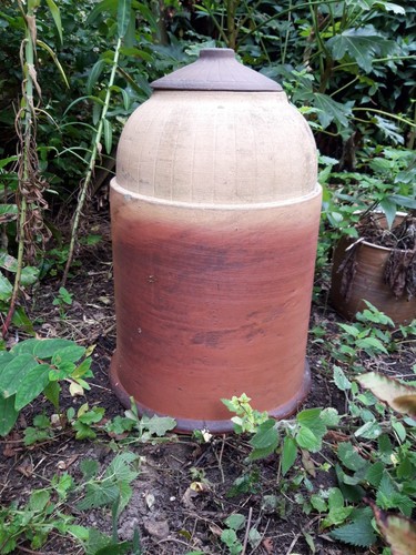 Vintage rhubarb forcer c19th - rhubarb,